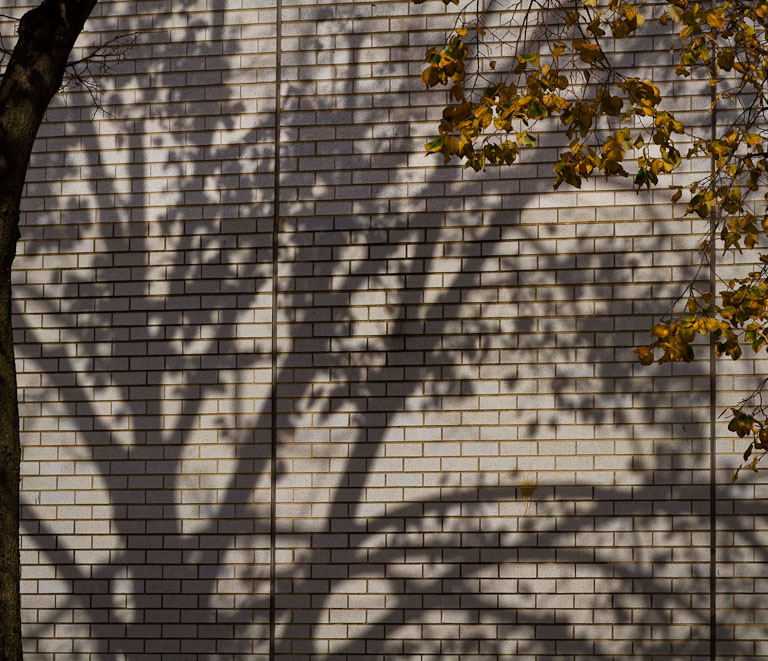 Tree shadow